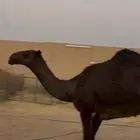 بكار حقايق صفرا وشعلا مقاني سومها 10 آلاف