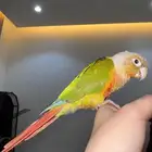 كنيور رد فاكتر أليف ويتعلق بسرعه   قفص وأكل