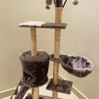 بيت القطط