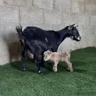 ماعز قزم