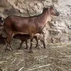 شاه منتوجه تحتها ذكر