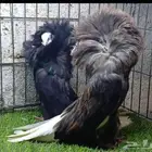 حمام زينه جاكوبين نجفي