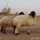 بيعن الله يبارك له ثنوات دفيع