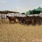 جفرات قبرصيات فواخر