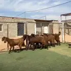 جفار مشاااريك قبرصي شامي صنف فاخر