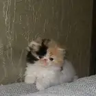 كتن انثى بيكي فيس cfa