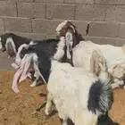 تيوس للبيع