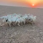 حريات دفيع على الشرط