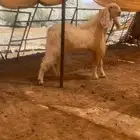 تيس فحل هولندي كفوو