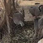 ح ج ل شنير ذكور حجل