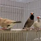 طيور شفت تيل