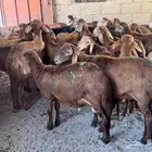 سواكن حمري شرط