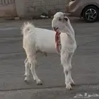 جفار