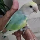 حي الموسى