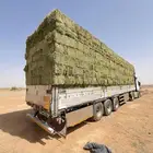 برسيم صافي