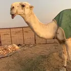فحل باتلي منتج
