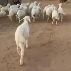 بهم حري عرضين