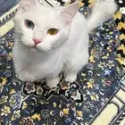 3 قطط شيرازيه للبيع مستعجل (ظرف خاص)