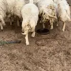 غنم صنف حريات فواخر. جروم ناهيه