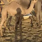 للبيع بكره ماتشوف السوم خارج الموقع 3100