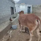 بقره للبيع