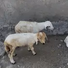 فران معاشه