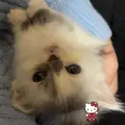 قطتين للبيع مستعجل