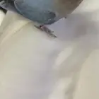 ببغاء روز ارزق ضايع