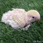 للبيع فرخ روز