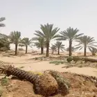 نخل عربي واشنطني ملوكي روثانا برحي سكري حلوه برني خلاص نبوت