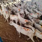 تيوس صومالي جذعان تبارك الرحمن