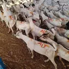 طليان بربري وتيوس صومالي
