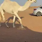للبيع بكرة