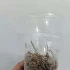 بوصيلات(درنات) الوكاسيا كوبرا