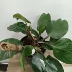 نبات داخلي وايت برنسس.فيكس بونساي. فليدندرون.الوكاسيا كوبرا