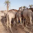 10 قعدان صومالية للبيع جملة