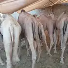 قعدان صومالية مفاريد مرابي للبيع تفريد وجملة