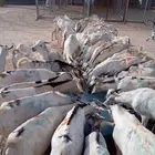 برابر وتيوس صوماليه شرط جذع وثني