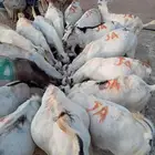 تيوس صوماليه احجام طيبه جدا