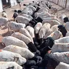 للتجار وأصحاب الملاحم لا يفوتك البرابر التربية بسعر480