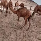 قعدان
