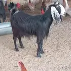 عنز سديس دافع