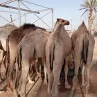 قعدان للبيع جمله احجام طيبه