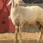 مشروع فحل ابرص العمر 6 أشهر