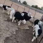 بهم نجد العدد 10 هرافي