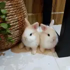 أرانب نذرلاند القزمي عيونه زرقاء للبيع