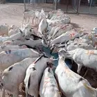 ذبايح بربري وتيوس جدعان ومرباه للجمله والتفريد