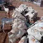 بربري مرباه جدعان للجمله