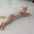 قطط