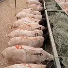 برابر صومالية جملة وتفريد